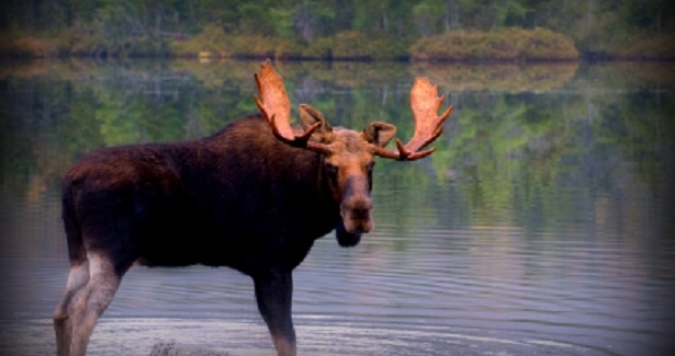 Best fly-out Ontario Moose Hunts, guide or unguided | KaBeeLo Lodge